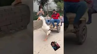 batal batal