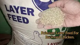 Layer Feed For Backyard Chicken | Murgi dana | RIR Chicken Ke Liye Layer Feed | Layer Feed Farmoula
