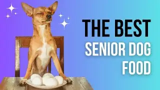 Best Food for Senior Dogs | What Your Aging Dog Really Needs