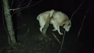Алабай Банзай передаёт опыт поколений) Приют для животных Сириус в Киевской области. #приютдлясобак