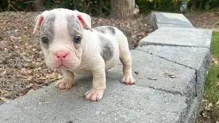 Live Breeding With Chocolate Tri Pocket Bully ‼️