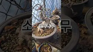 만들어 가고 있는 소사나무 #イワシデ #KoreanHornbeam