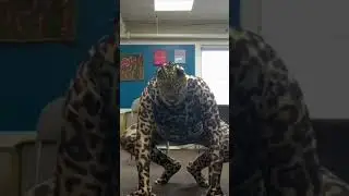 Jaguar sits on the chair and jump￼s off of the chair