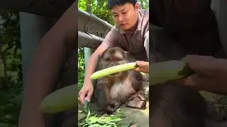 Xingxing The Monkey  #monkey #monkey #xingxing #cute #lovely