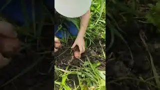 Копаю картошку.Digging potatoes. #картошка #реальнаяжизнь #мадинауджуху  #potato