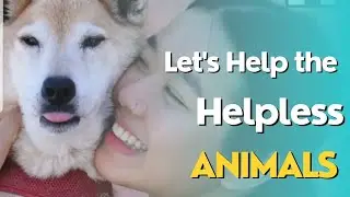 Let's Help the Helpless Animals