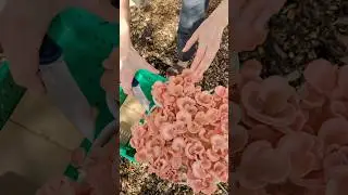 How to grow mushrooms in garden planter towers! | Gardening with mushrooms