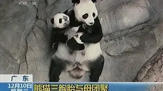 Raw: Giant Panda Triplets Reunited With Mom