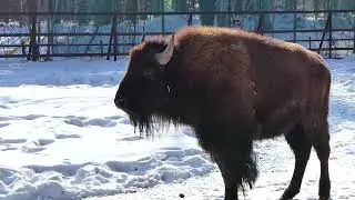 躍動するリーフ