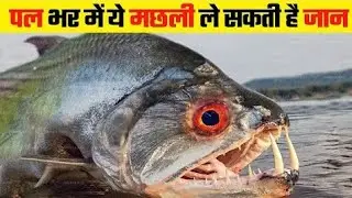 #sea fishes #very dangerous #facts#knowlodge 