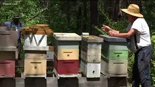Honey Heist: Well-known Georgia beekeeper loses hives to thieves