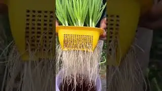 harvesting green onions by cutting the long green leaves with sharp scissors in a yellow container