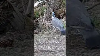 горный голубь