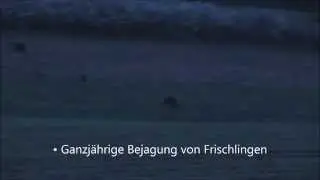SAUEN ANPIRSCHEN - WILD BOAR - Sus Scrofa -  Javali - Кабан - Sanglier