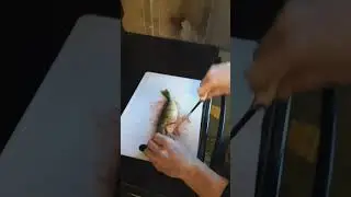 pro perch fillet tutorial             #fishing #perch #filleting #easy #fish #bait #algorithm