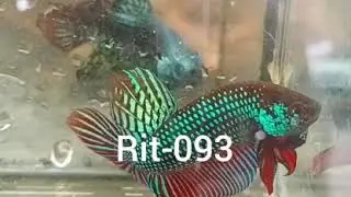 (RIT-093) Green Mahachai Spade Tail Wild Male Betta