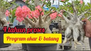 PROGRAM AKAR & BATANG 4 TAHUN