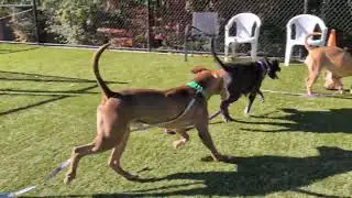Sparky and Izzy