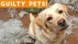 Pets TV  Funniest Guilty Pet Videos Weekly Compilation 2018  Funny Pet Videos