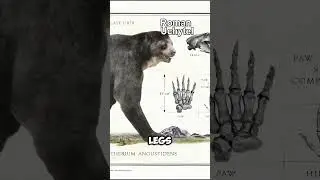 One of the Largest Bears Ever 🐻
