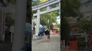 Reverence🙏🏻#handstand #handbalancing #handbalance #calisthenics #japan #倒立 #shorts