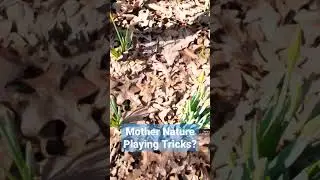 Daffodils In February?! Hold Up Mother Nature! #spring #flowers #garden #homestead #nature