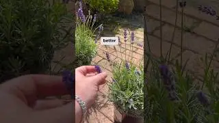 English of French Lavender? Pros and cons