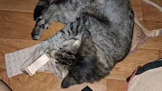 Dirty underwear addict #cat #kucinglucu #funnycats #kucing 