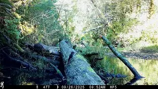 Woodpecker not happy with Chipmunk - Browning Recon Force Elite HP5 Trail Camera