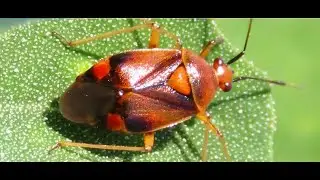 Deraeocoris ruber also known as Mirid Bug Greece by Theo