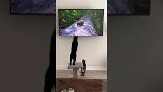 Hunter Instincts: Cat pounces at TV! 😂