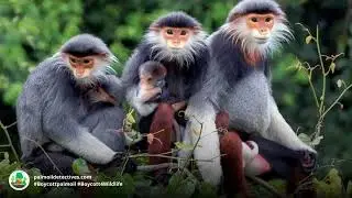 Red shanked Douc Langur Pygathrix nemaeus