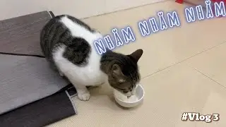 Vlog M&egrave;o Chill - Ho&agrave;ng Thượng Uống Sữa Si&ecirc;u Cưng 🐱🥛 | Vlog 3