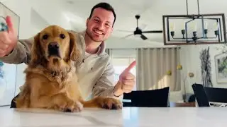 Watch this before buying Dental Powder For Dogs | PetLab Co. Review