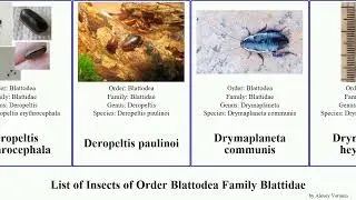 List of Insects of Order Blattodea Family Blattidae periplaneta cockroach common oriental vulgaris