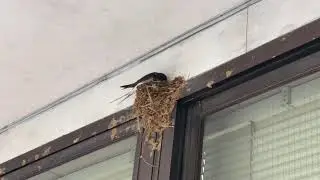 Japanese Bird Feeding baby