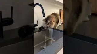 Cat Playing in the Kitchen Sink 💦😹 #cat #funny #fannycat #viral