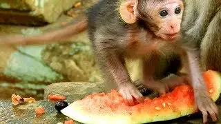 WOW, cute baby monkey Julina like eat watermelon, so lovely tiny baby Julina