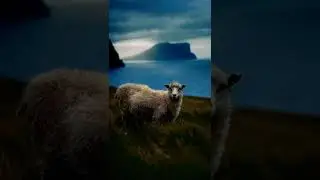 Most beautiful scenery of sheep.#sheep #geologyseeker #trending #shorts #mountains #beach #beautiful