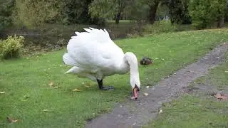 Beautiful Crazy Duck | Duck with long neck