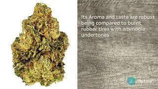 HP13 | Strain Review