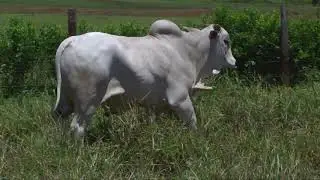 LOTE 22   CENZ 43