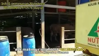 SEBENTAR LAGI IDUL ADHA !!! PETERNAKAN ADI MAKMUR SEJAHTERA SEDIA PULUHAN EKOR SAPI SIAP QURBAN