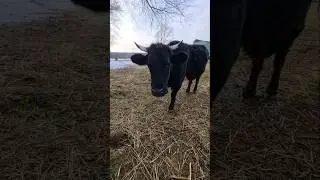 🐄😍 #cow #villagelife