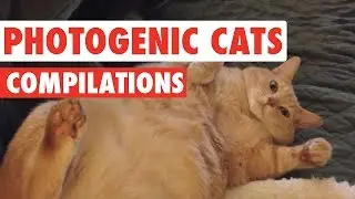 Photogenic Cats Video Compilation 2016