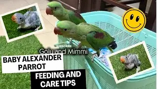 Alexander Parrot Baby feeding & Care Tips @GoluAndMimmi #babyparrot #rawparrot 