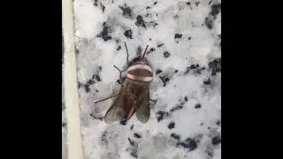 Horse-fly Tabanus dorsiger fly. #insects #nature #fly #horsefly horsefly