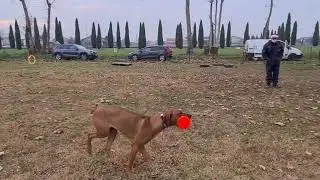 Rhodesian Ridgeback 9 months, IGP training
