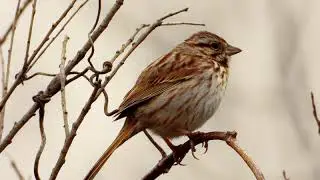 Song Sparrow Singing