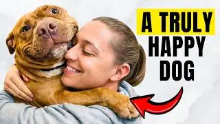 Most Dog Owners Are Getting This Completely Wrong